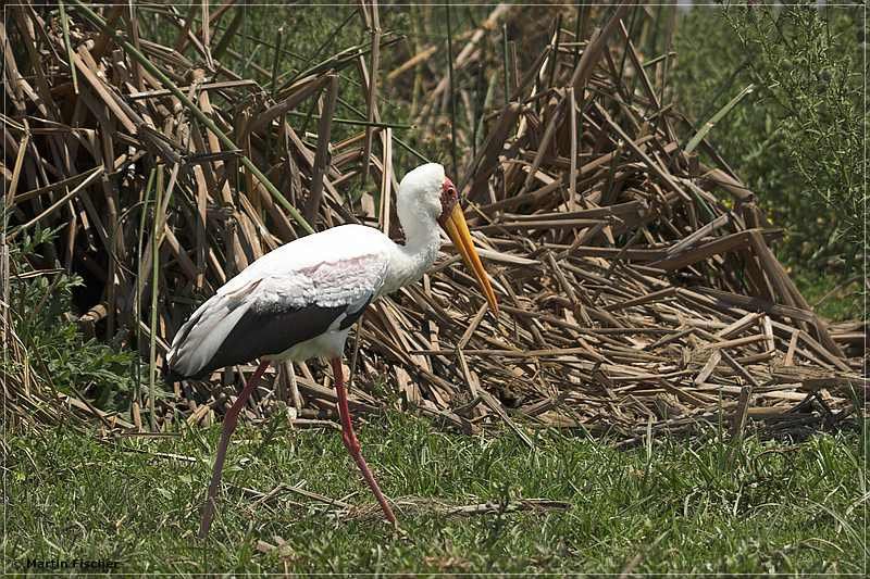 Kenia2006_126