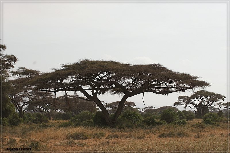 Kenia2006_140