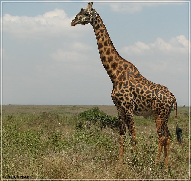 Kenia2007_013