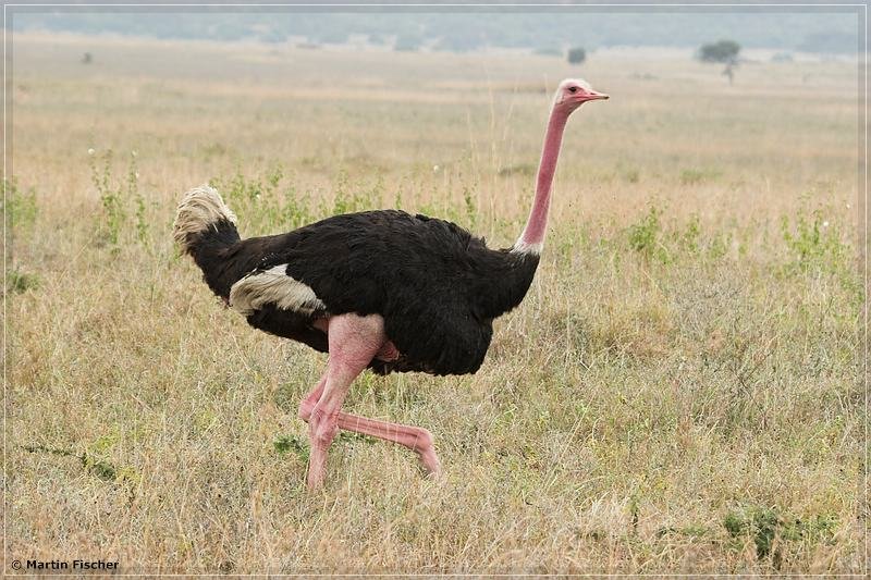 Kenia2007_015
