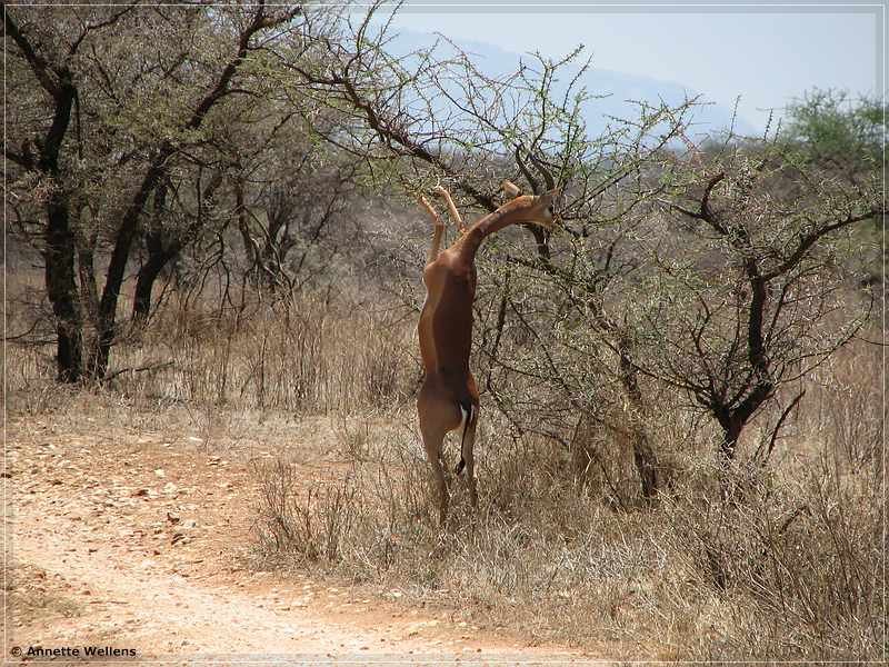 Kenia2007_041