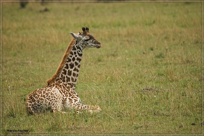 Kenia2008_108