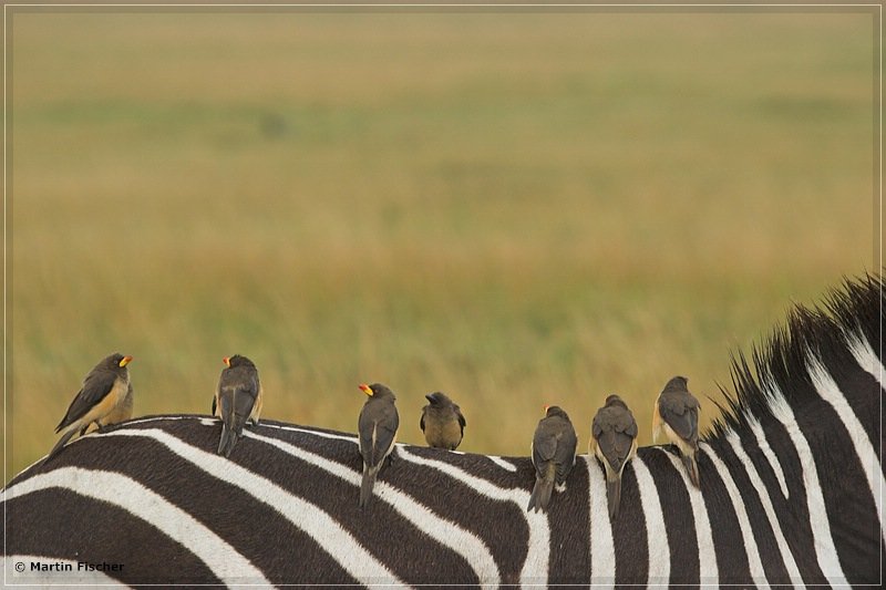 Kenia2008_175