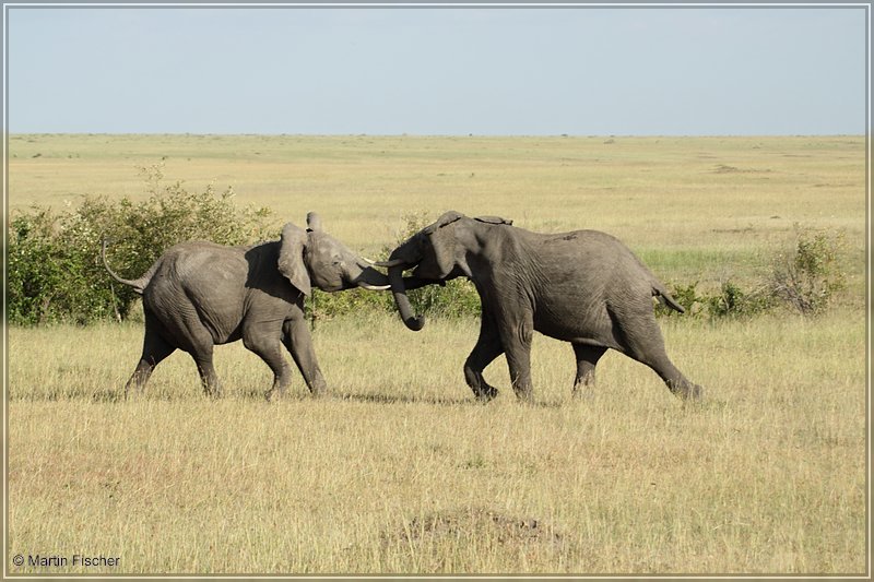 Kenia2011_008