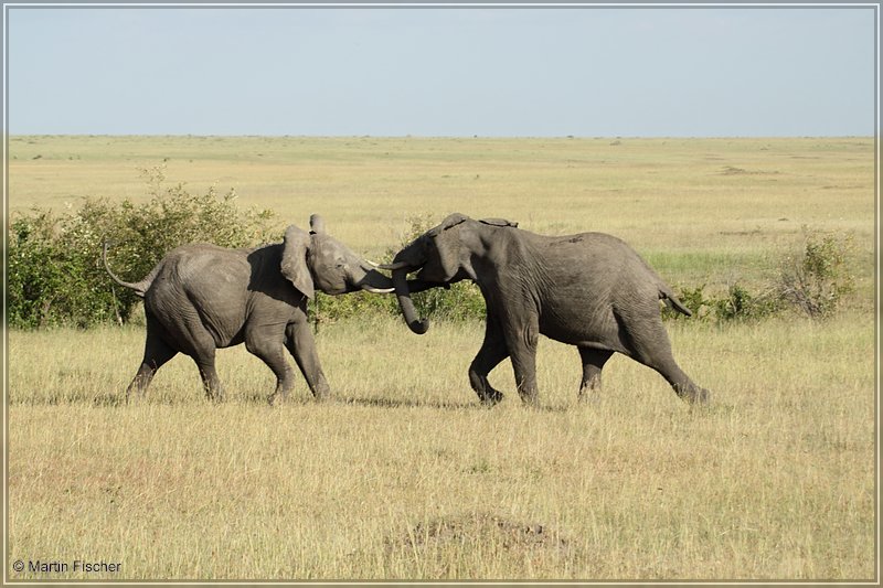 Kenia2011_008