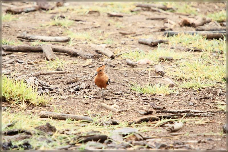 Kenia2011_105