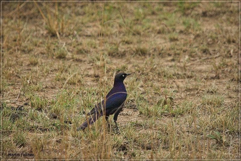 Kenia2008_069
