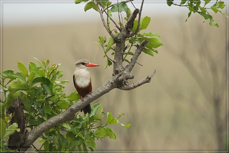 Kenia2008_158