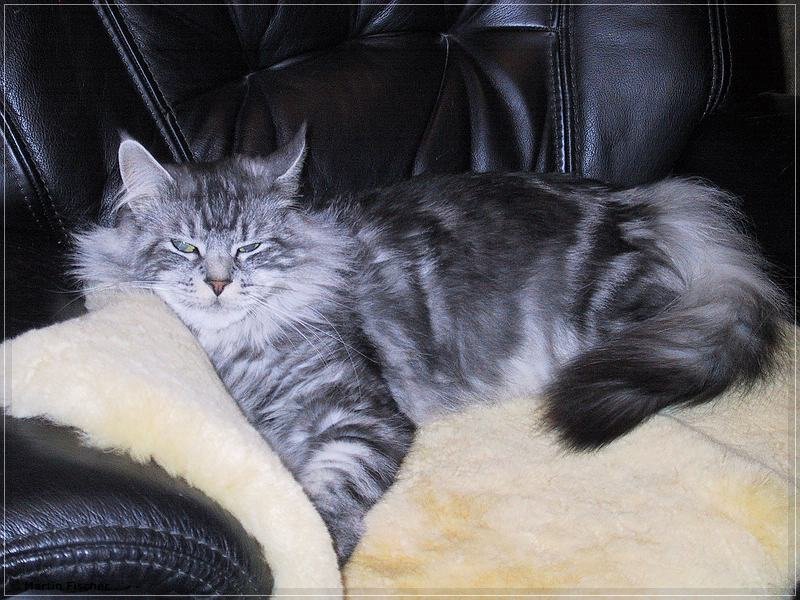 katze_008